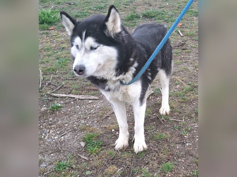 Huskyherz sucht Menschen, die ihre Sprache sprechen