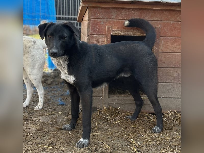 ⭐️SMOKY⭐️, sportlicher Rüde, 1 Jahr, 46 cm, Mischling, Tierschutz