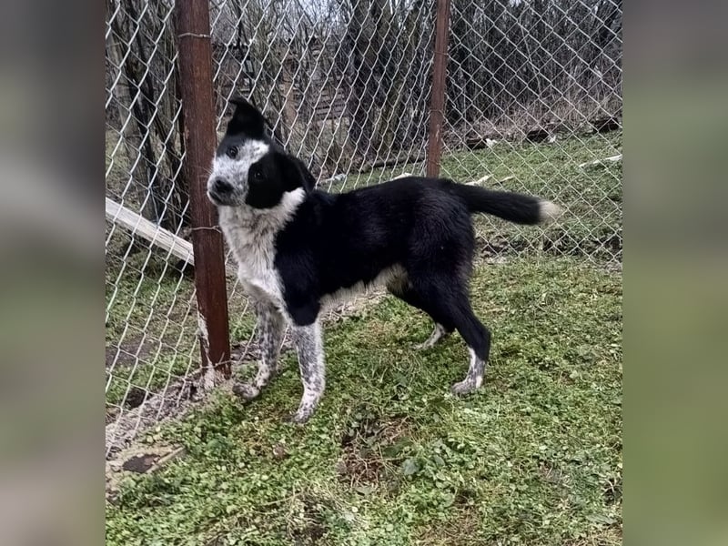 Zoro Tierschutzhund sucht ein Zuhause