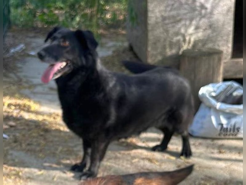 ⭐️TITA⭐️, liebevolle Hunde-Lady, 10 Jahre, 42 cm, Mischling, Tierschutz Rumänien