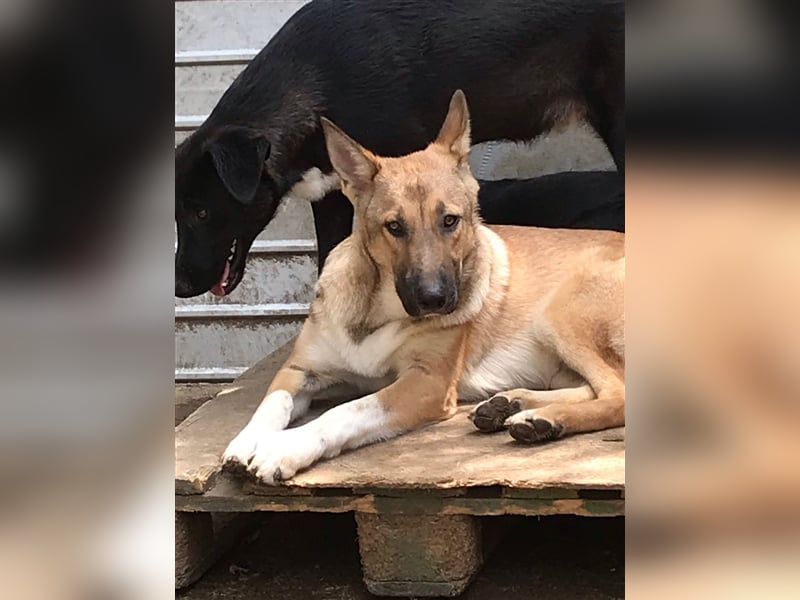 APOLLO wartet im Tierheim auf sein zuhause
