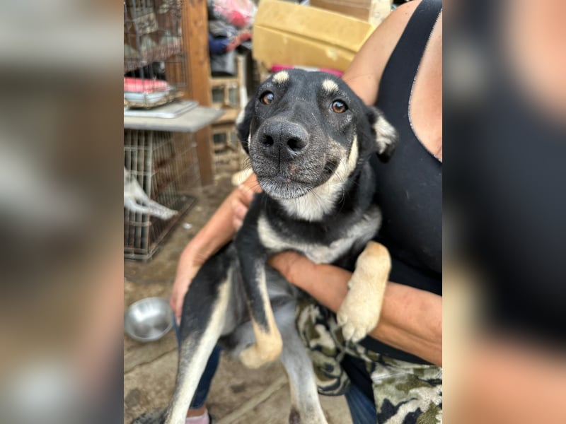 ⭐️ONYA⭐️, Hündin, 3 Jahre, 40 cm, Mischling, Tierschutz