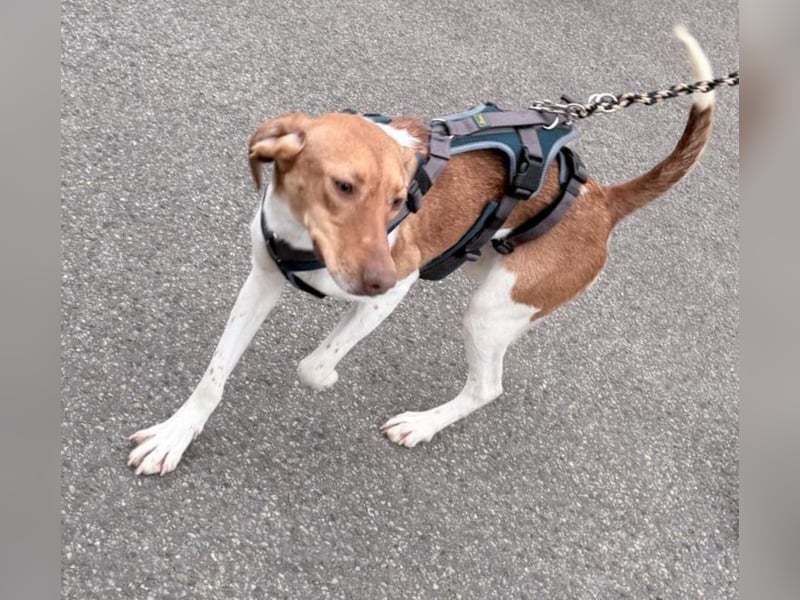 KATRA, Schmusebacke, 1 Jahr, 45 cm, Mischling, Tierschutz, Pflegestelle 57635