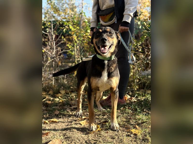 Hugi sucht einen Wegbegleiter