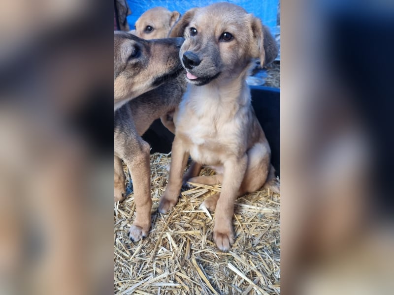 ⭐️Armani⭐️, aufgeweckter Welpe, Rüde, 6 Monate, im Wachstum, Mischling, Tierschutz
