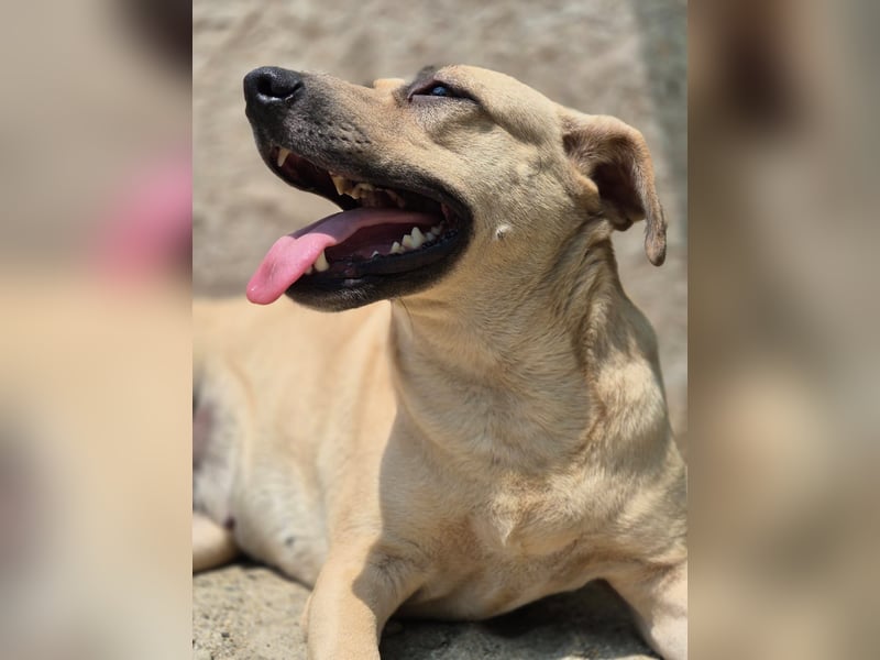 ⭐️MELINA⭐️ Traumhündin, 3,5 Jahre, 48 cm, Mischling, Tierschutz