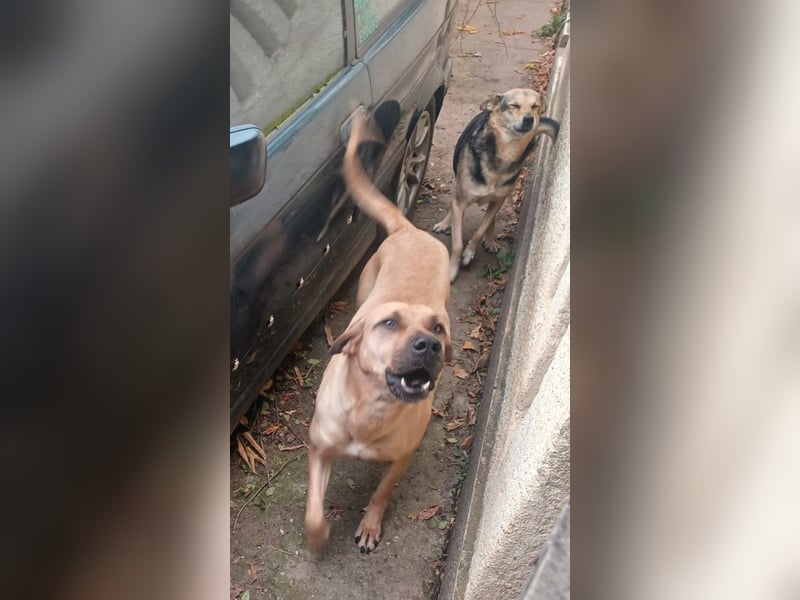 Rocky, lieber Rüde, lebt im Rudel in Rumänien