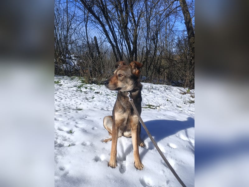 Buffy Tierschutzhund sucht ein Zuhause