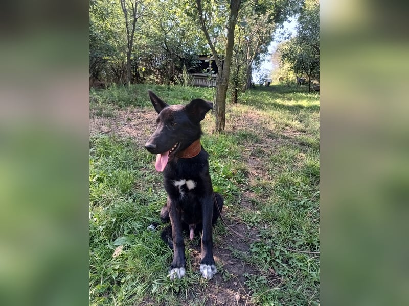 Blacky Tietschutzhund sucht ein Zuhause