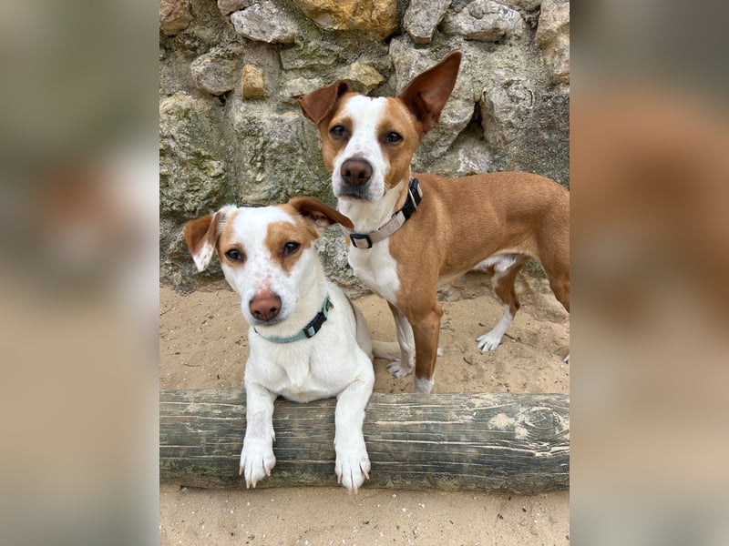 Aufgeschlossener Otis wartet in Portugal auf unserem Tierschutzhof!