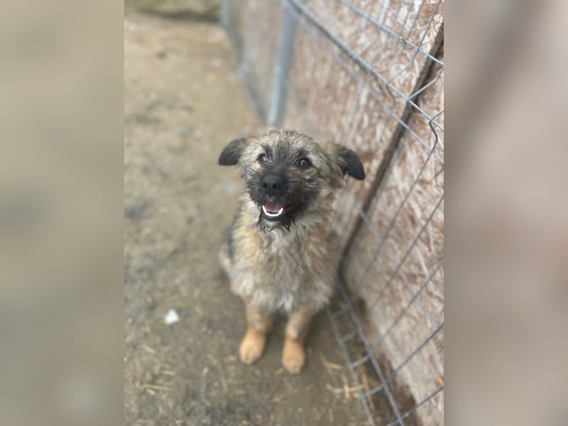 HEARTY, zuckersüßes Spielkind, 1 Jahr, 41 cm, Mischlingsmädchen, Tierschutz Rumänien