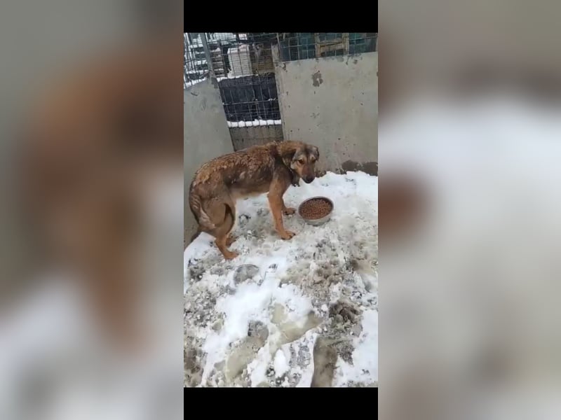 ⭐️MURMEL⭐️, liebenswerter Rüde, 1 Jahr, 50 cm, Mischling, Tierschutz Rumänien