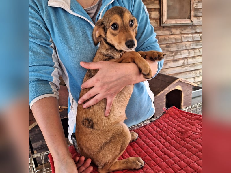 Hündin 028413 stellt sich vor