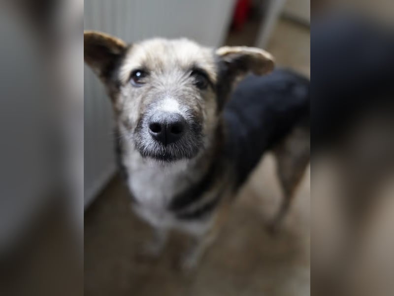 ⭐️OLIVIA⭐️, entspannte Hündin, 2 Jahre, 50 cm, Mischling, Tierschutz Rumänien