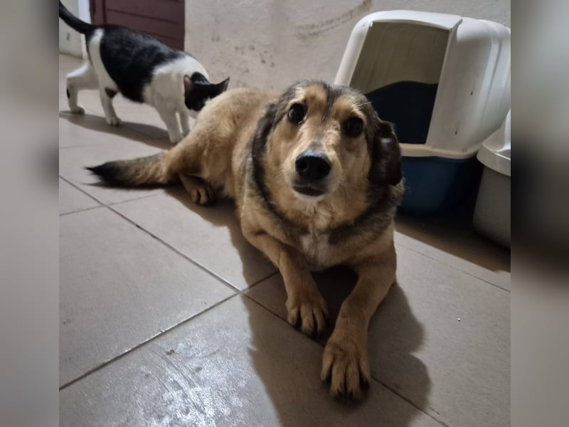 Hündin 028413 stellt sich vor