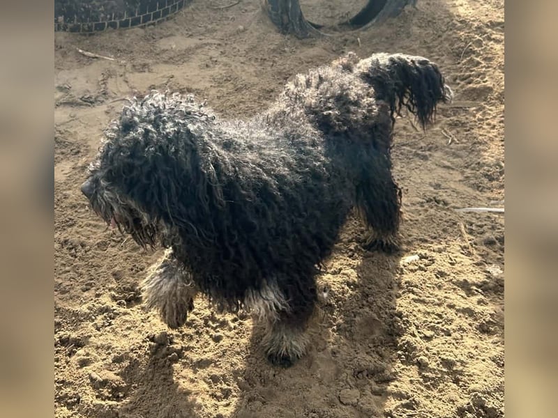 Samu mit dem goldenen Herz