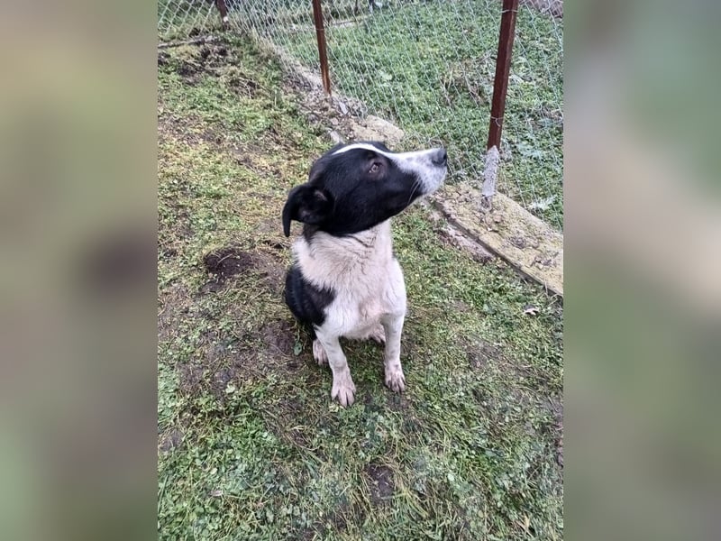 Ziko Tierschutzhund  sucht ein Zuhause