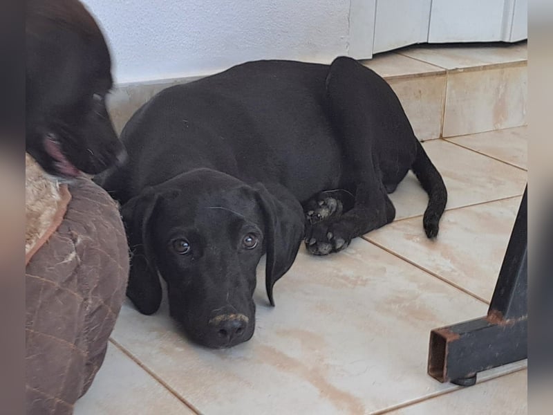 Der kleine Hermit sucht sehnsüchtig ein Zuhause