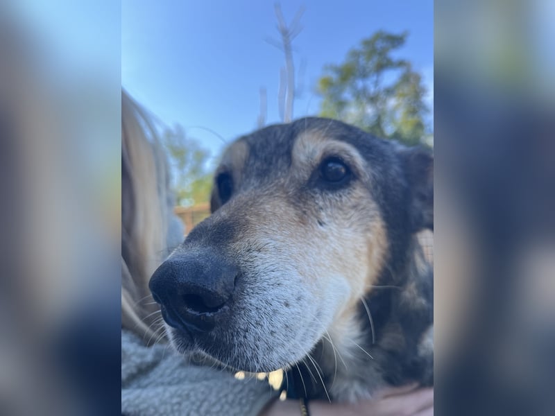 Akela möchte noch einmal Glück und Geborgenheit erleben