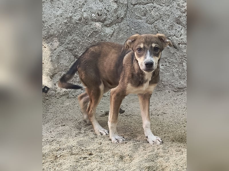 ILKER, neugieriger Hundejunge, 7 Monate, im Wachstum, Mischling, Tierschutz