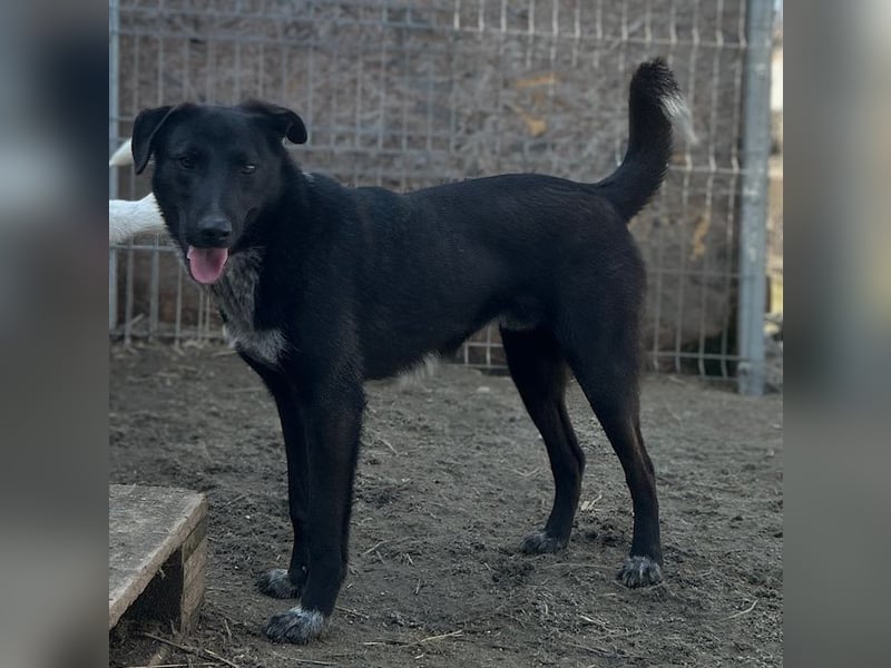 ⭐️SMOKY⭐️, sportlicher Rüde, 1 Jahr, 46 cm, Mischling, Tierschutz