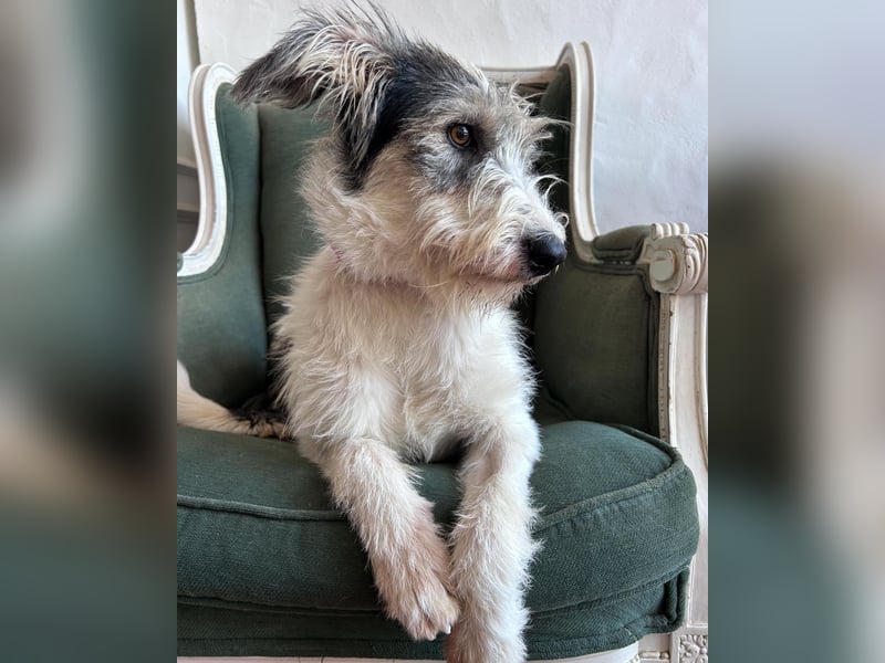 Liebenswerte Elva wartet in Portugal auf unserem Tierschutzhof!