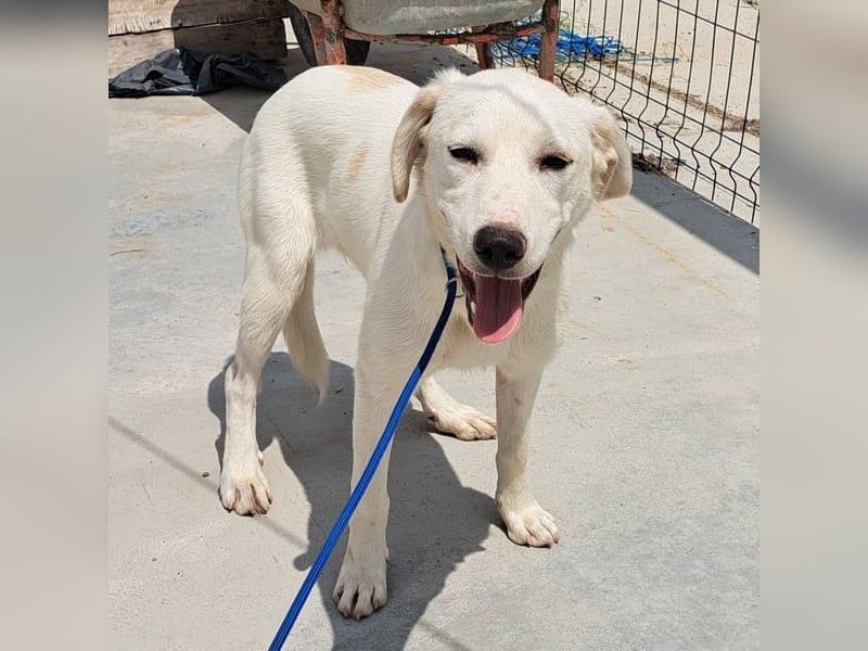 Labrador Mix Bruce möchte Rumänien schnell verlassen