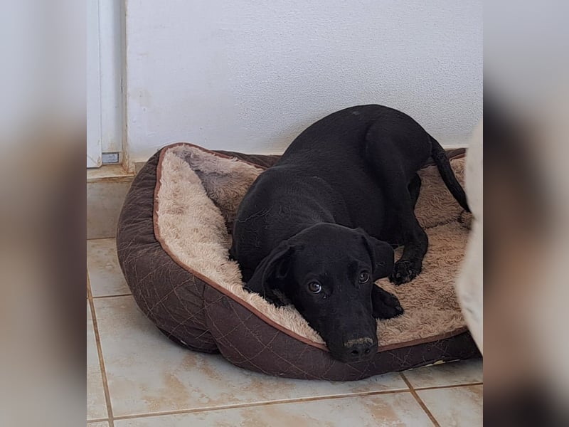 Der kleine Hermit sucht sehnsüchtig ein Zuhause