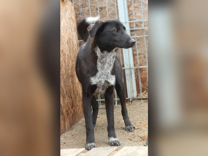 ⭐️SMOKY⭐️, sportlicher Rüde, 1 Jahr, 46 cm, Mischling, Tierschutz