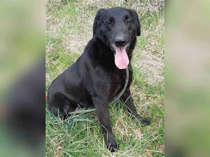 Labrador Hündin Bruna, 6 J. in einem Rumänischen Tierheim sind genug