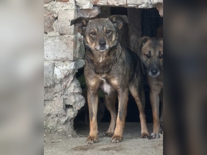 ⭐️FIONA⭐️, Hündin, 4 Jahre, 44 cm, Mischling, Tierschutz