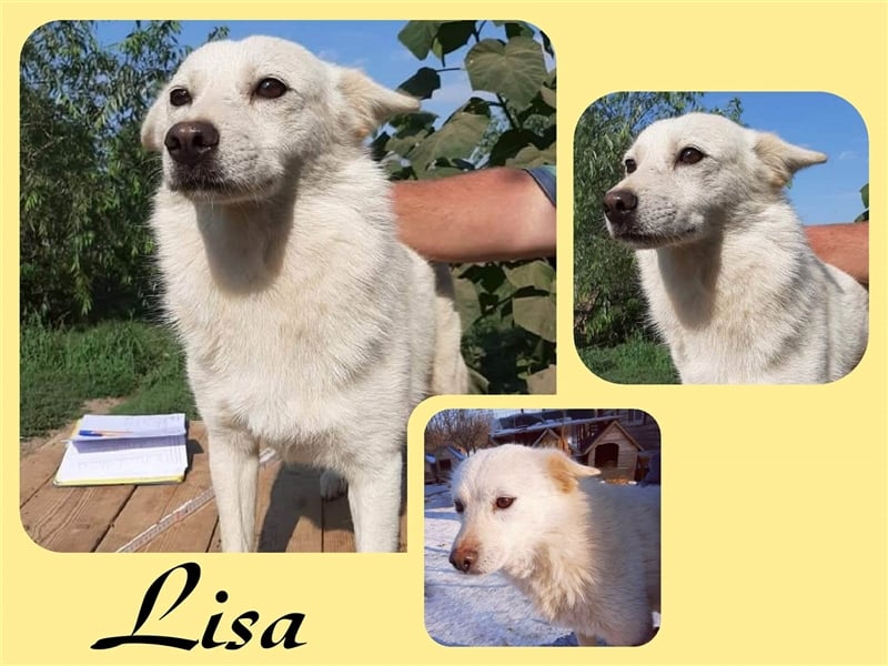 Die bezaubernde LISA sucht ihre Menschen-1