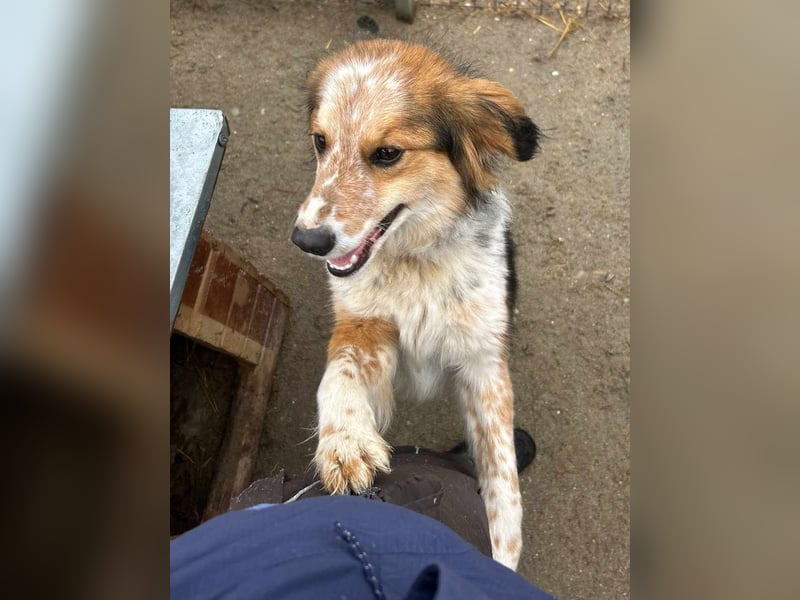 ⭐️HENRY⭐️, Rüde, 1 Jahr, 40 cm, Mischling, Tierschutz