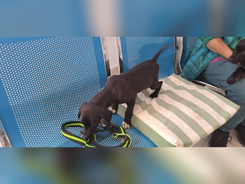 Hunky sucht sein Für-immer-Zuhause
