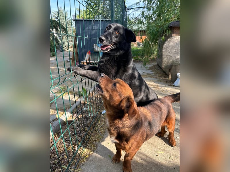 ⭐️TITA⭐️, liebevolle Hunde-Lady, 10 Jahre, 42 cm, Mischling, Tierschutz Rumänien
