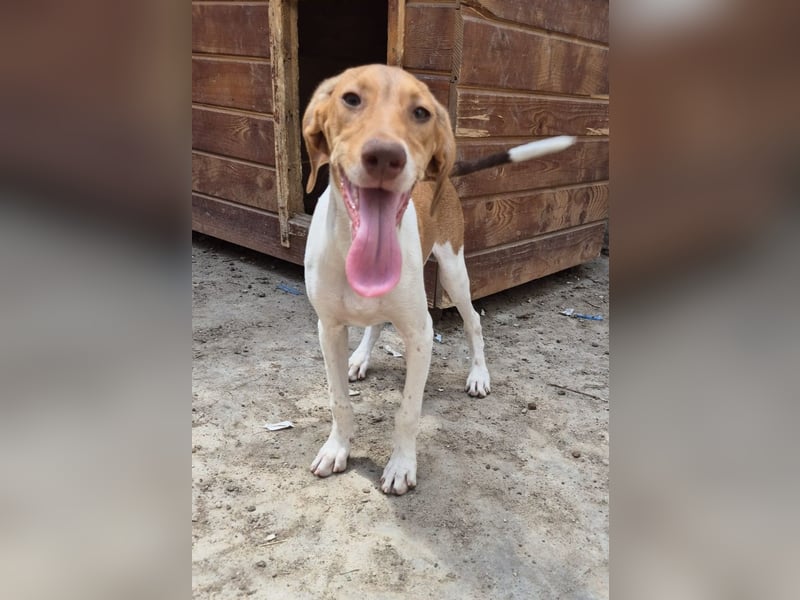 KATRA, Schmusebacke, 1 Jahr, 45 cm, Mischling, Tierschutz, Pflegestelle 57635