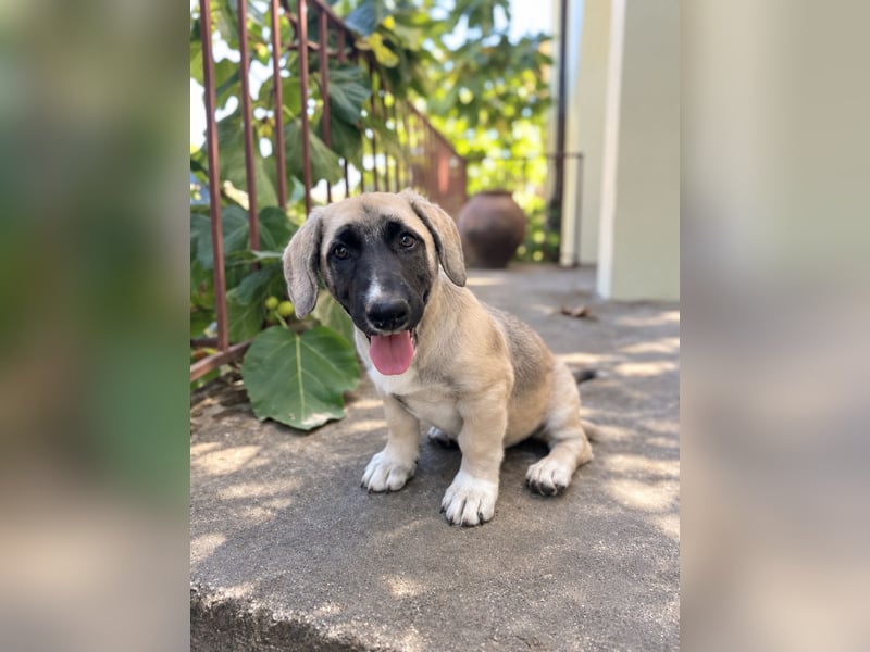 Birdie aus unserem Vogel Wurf wartet in Portugal auf dich!