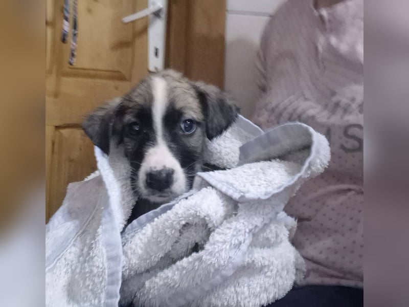 Welpenjunge 273741 möchte gerne zu DIR reisen