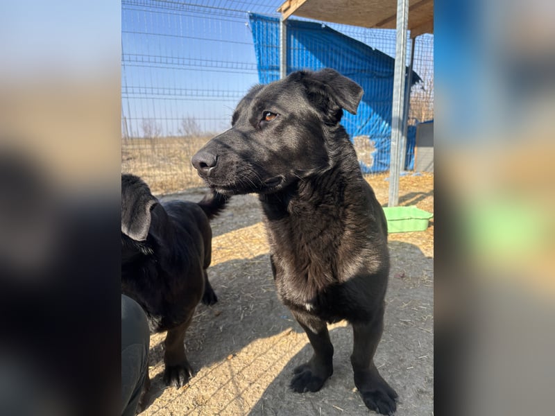⭐️COSTEL⭐️, Charakter-Kerl, Rüde, 3 Jahre, 42 cm, Mischling, Tierschutz Rumänien