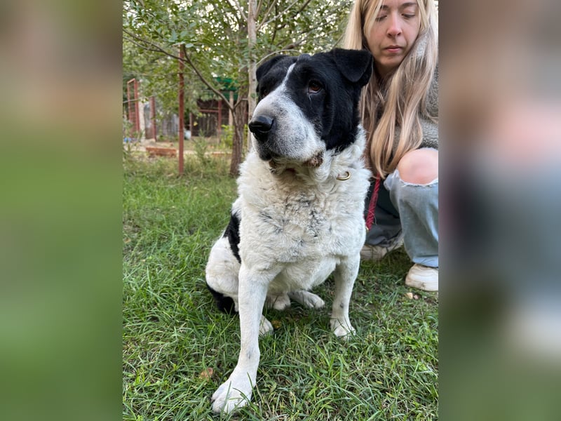 Rabies, ein Traumhund