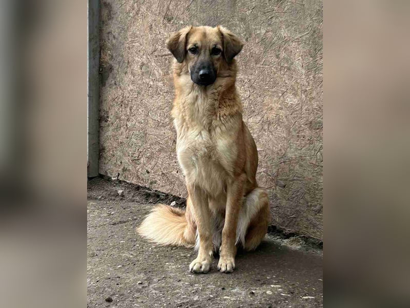 ⭐️DISSY⭐️, Hündin, 3 Jahre, 49 cm, Mischling, Tierschutz