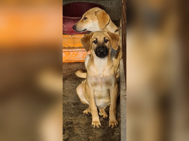 Schönheit Samira kennt noch nicht viel vom Hundeleben