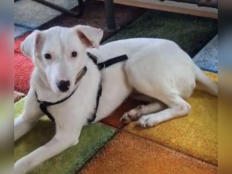 ARTEMIS, liebe Lakritz-Nase, 1 Jahr, 40 cm, Mischlingsmädchen, Tierschutz, Pflegestelle 53773