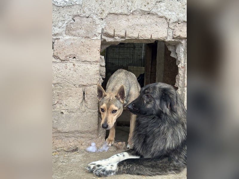 ⭐️ORFI⭐️, reizender Hundejunge, 2 Jahre, 42 cm, Mischling, Tierschutz Rumänien