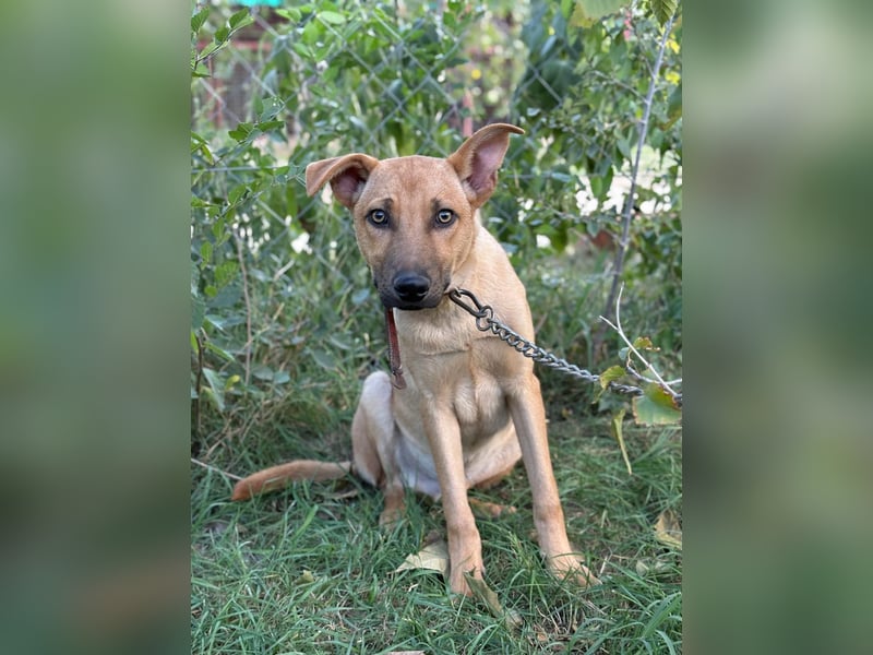 Vitold- Hast du ein warmes Körbchen für mich ?