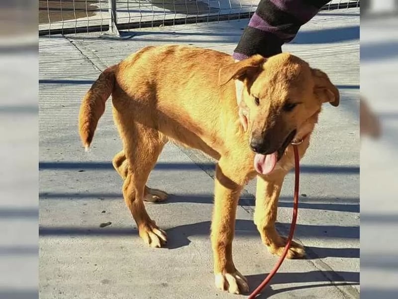 Jundhund Pablo möchte Rumänien ganz schnell verlassen