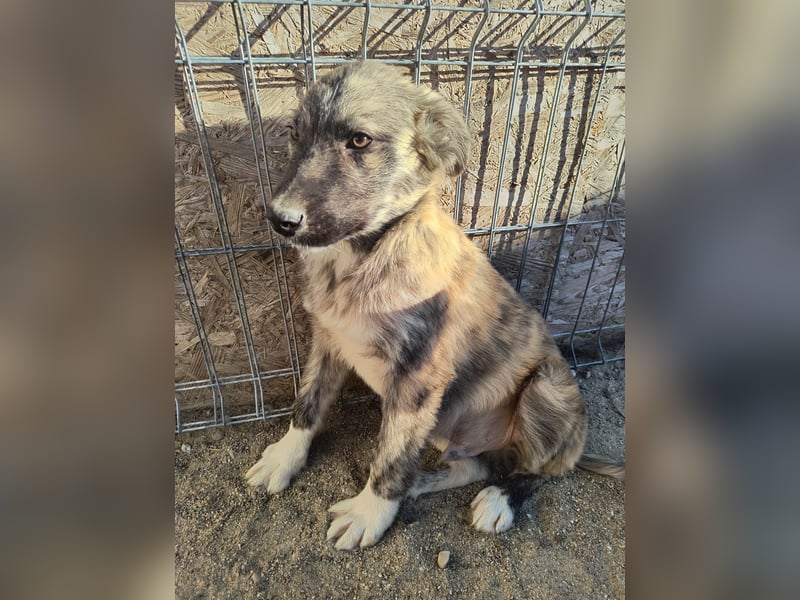 ⭐️HOPPI⭐️, fröhlicher Welpenmann, 8 Monate, 40 cm, Mischling, Tierschutz