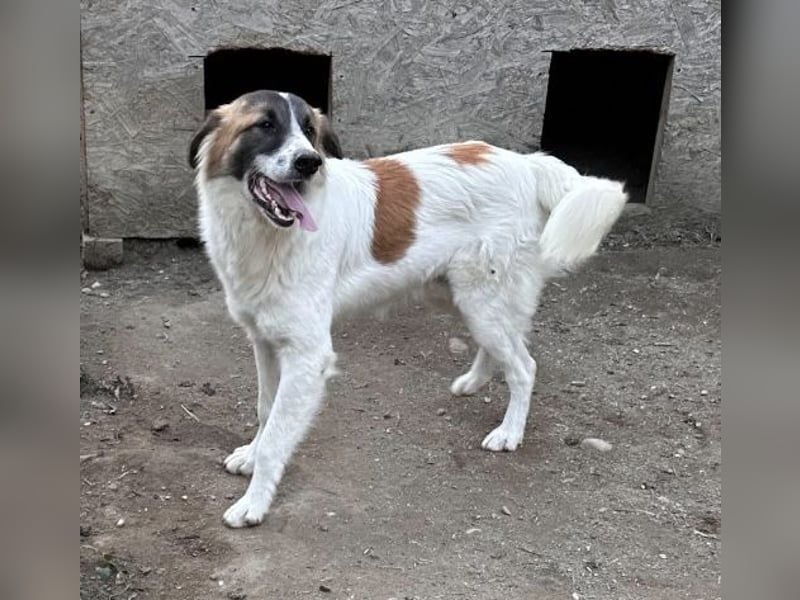 ⭐️JAMY⭐️, Herzblatt, Rüde, 2 Jahre, 46 cm, Mischling, Tierschutz Rumänien