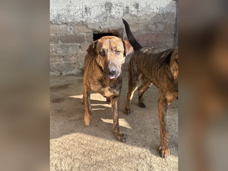 ⭐️ZICO⭐️, besonderes Seelchen, Rüde, 3,5 Jahre, 48 cm, Mischling, Tierschutz Rumänien