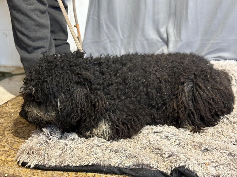 Samu möchte dir sein Herz schenken